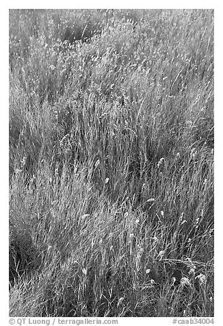 Prairie Grass. Alberta, Canada (black and white)