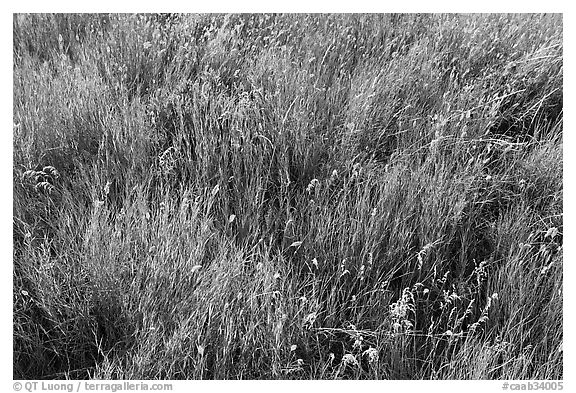 Prairie Grasses. Alberta, Canada (black and white)