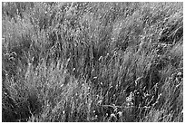 Prairie Grasses. Alberta, Canada (black and white)