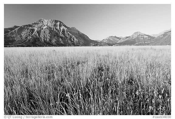 Tall grass prairie and mountains. Waterton Lakes National Park, Alberta, Canada (black and white)