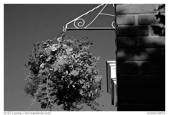 Hanging basket of flowers. Victoria, British Columbia, Canada (black and white)