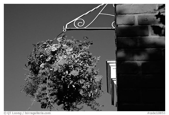 Hanging basket of flowers. Victoria, British Columbia, Canada