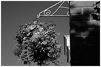 Hanging basket of flowers. Victoria, British Columbia, Canada (black and white)