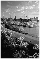 Flowers and Inner Harbour at sunset. Victoria, British Columbia, Canada ( black and white)