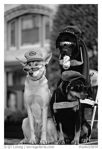 Two performing dogs. Victoria, British Columbia, Canada