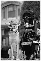 Two performing dogs. Victoria, British Columbia, Canada ( black and white)