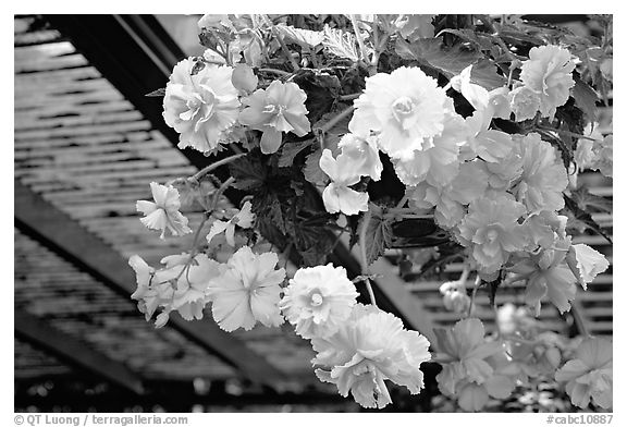 Hanging baskets of begonias. Butchart Gardens, Victoria, British Columbia, Canada