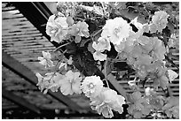 Hanging baskets of begonias. Butchart Gardens, Victoria, British Columbia, Canada (black and white)