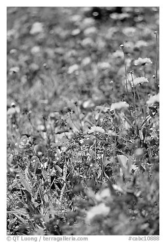 Colorful annuals with out of focus background. Butchart Gardens, Victoria, British Columbia, Canada (black and white)