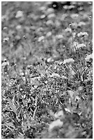 Colorful annuals with out of focus background. Butchart Gardens, Victoria, British Columbia, Canada (black and white)