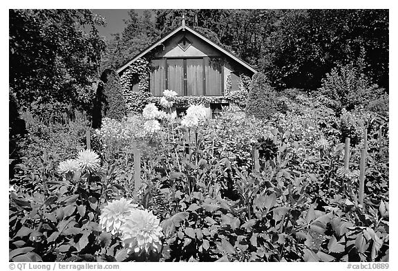 Dalhias and cabin. Butchart Gardens, Victoria, British Columbia, Canada (black and white)