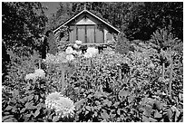 Dalhias and cabin. Butchart Gardens, Victoria, British Columbia, Canada (black and white)