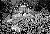 Dalhias and cabin. Butchart Gardens, Victoria, British Columbia, Canada ( black and white)