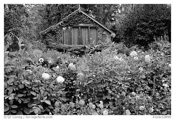 Dalhias and cabin. Butchart Gardens, Victoria, British Columbia, Canada (black and white)