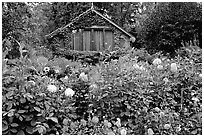 Dalhias and cabin. Butchart Gardens, Victoria, British Columbia, Canada ( black and white)