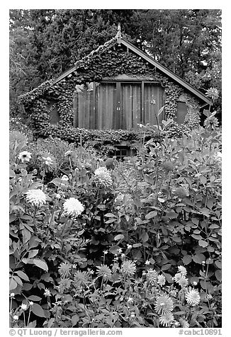 Dalhias and cabin. Butchart Gardens, Victoria, British Columbia, Canada (black and white)