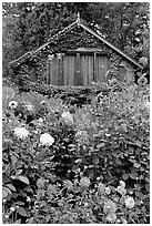 Dalhias and cabin. Butchart Gardens, Victoria, British Columbia, Canada (black and white)