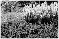 Patches of flowers. Butchart Gardens, Victoria, British Columbia, Canada (black and white)