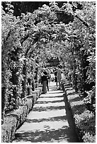 Arbour and path in Rose Garden. Butchart Gardens, Victoria, British Columbia, Canada (black and white)