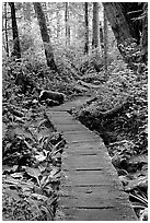 Boardwalk in rain forest. Pacific Rim National Park, Vancouver Island, British Columbia, Canada (black and white)