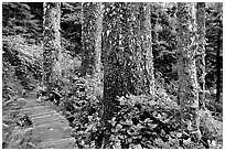 Boardwalk and trees in rain forest. Pacific Rim National Park, Vancouver Island, British Columbia, Canada (black and white)