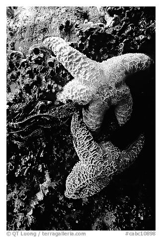 Sea stars clinging to a rock. Pacific Rim National Park, Vancouver Island, British Columbia, Canada (black and white)