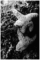 Sea stars clinging to a rock. Pacific Rim National Park, Vancouver Island, British Columbia, Canada ( black and white)