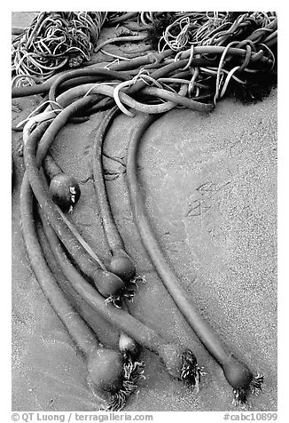 Beached kelp. Pacific Rim National Park, Vancouver Island, British Columbia, Canada (black and white)