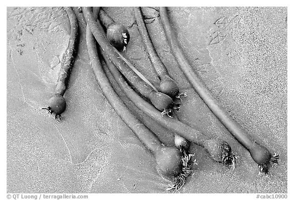 Kelp on beach. Pacific Rim National Park, Vancouver Island, British Columbia, Canada