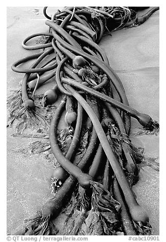 Detail of kelp on beach. Pacific Rim National Park, Vancouver Island, British Columbia, Canada (black and white)