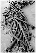 Detail of kelp on beach. Pacific Rim National Park, Vancouver Island, British Columbia, Canada (black and white)
