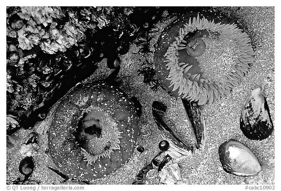 Green anemones and shells exposed at low tide. Pacific Rim National Park, Vancouver Island, British Columbia, Canada (black and white)