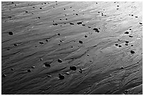 Reflections in wet sand at sunset, Half-moon bay. Pacific Rim National Park, Vancouver Island, British Columbia, Canada ( black and white)