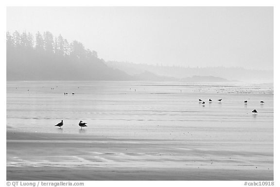 Seabirds, Long Beach, early morning. Pacific Rim National Park, Vancouver Island, British Columbia, Canada