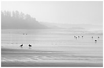 Seabirds, Long Beach, early morning. Pacific Rim National Park, Vancouver Island, British Columbia, Canada (black and white)