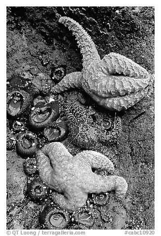 Sea stars and green anemones, Long Beach. Pacific Rim National Park, Vancouver Island, British Columbia, Canada (black and white)