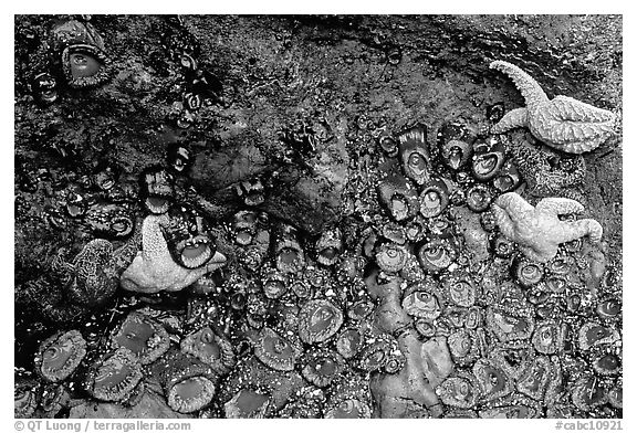 Rock covered with sea stars and green anemones, Long Beach. Pacific Rim National Park, Vancouver Island, British Columbia, Canada (black and white)