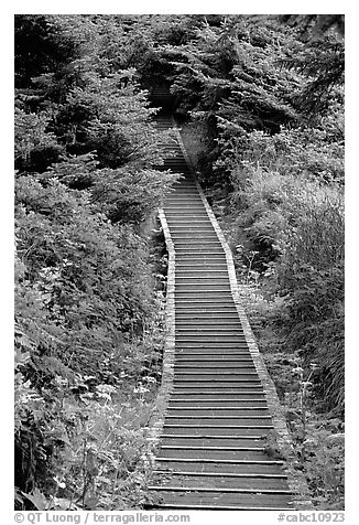 Boardwalk leading to South Beach. Pacific Rim National Park, Vancouver Island, British Columbia, Canada (black and white)