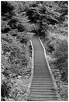 Boardwalk leading to South Beach. Pacific Rim National Park, Vancouver Island, British Columbia, Canada (black and white)