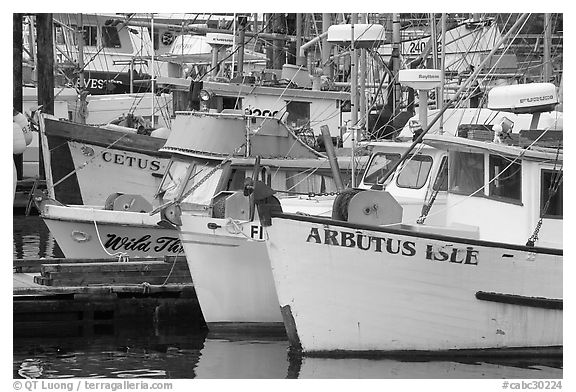 Commercial Fishing fleet, Uclulet. Vancouver Island, British Columbia, Canada