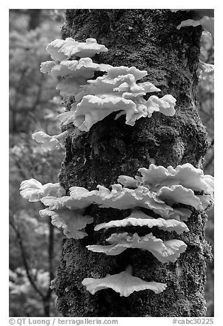 Chicken of the Woods mushroom on tree,  Uclulet. Vancouver Island, British Columbia, Canada