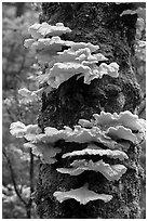 Chicken of the Woods mushroom on tree,  Uclulet. Vancouver Island, British Columbia, Canada (black and white)