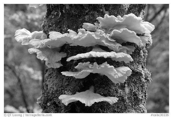 Chicken of the Woods mushroom on tree ,  Uclulet. Vancouver Island, British Columbia, Canada (black and white)