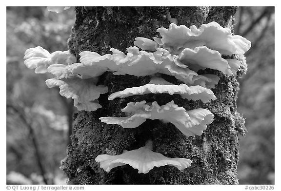 Chicken of the Woods mushroom on tree ,  Uclulet. Vancouver Island, British Columbia, Canada