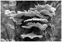 Chicken of the Woods mushroom on tree ,  Uclulet. Vancouver Island, British Columbia, Canada ( black and white)