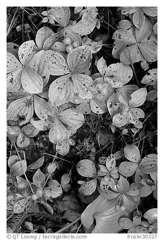 Leaves and berries,  Uclulet. Vancouver Island, British Columbia, Canada