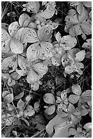 Leaves and berries,  Uclulet. Vancouver Island, British Columbia, Canada ( black and white)