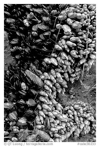 Mussels, South Beach. Pacific Rim National Park, Vancouver Island, British Columbia, Canada