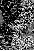 Mussels, South Beach. Pacific Rim National Park, Vancouver Island, British Columbia, Canada (black and white)