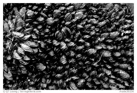 Mussels, South Beach. Pacific Rim National Park, Vancouver Island, British Columbia, Canada (black and white)